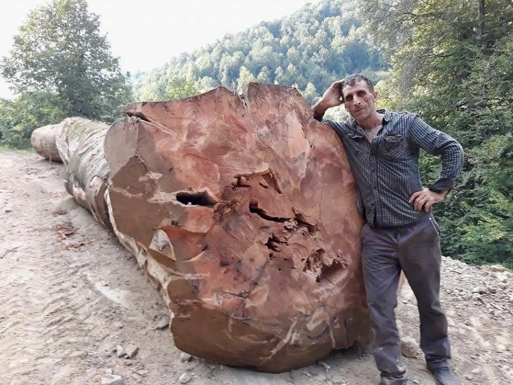 Kestiği ağacın altında kaldı