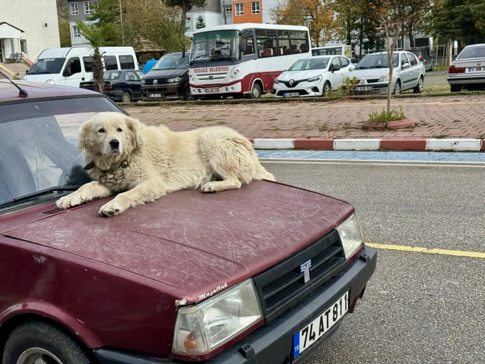 Bartın Olay'a çıkan Binnaz ünlü oldu