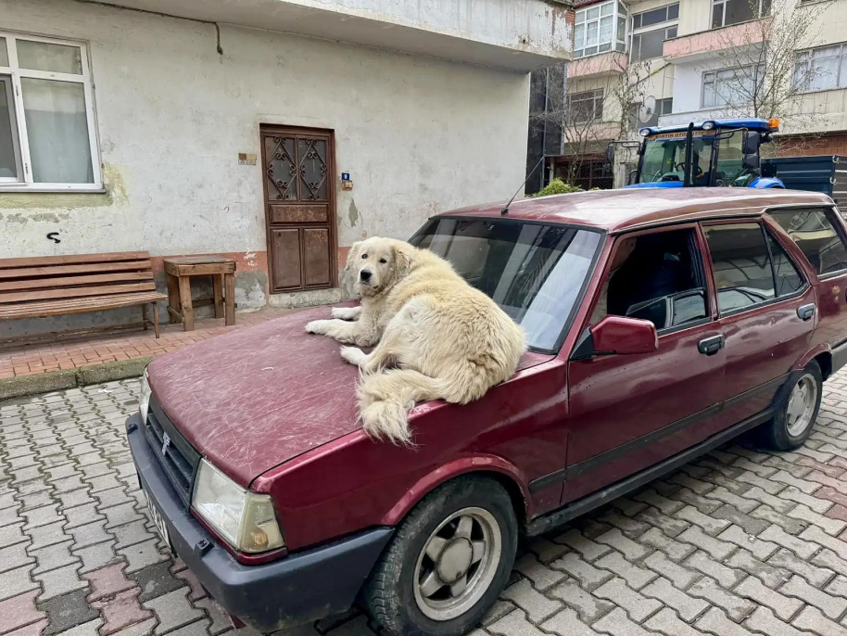 Bartın Olay'a çıkan Binnaz ünlü oldu