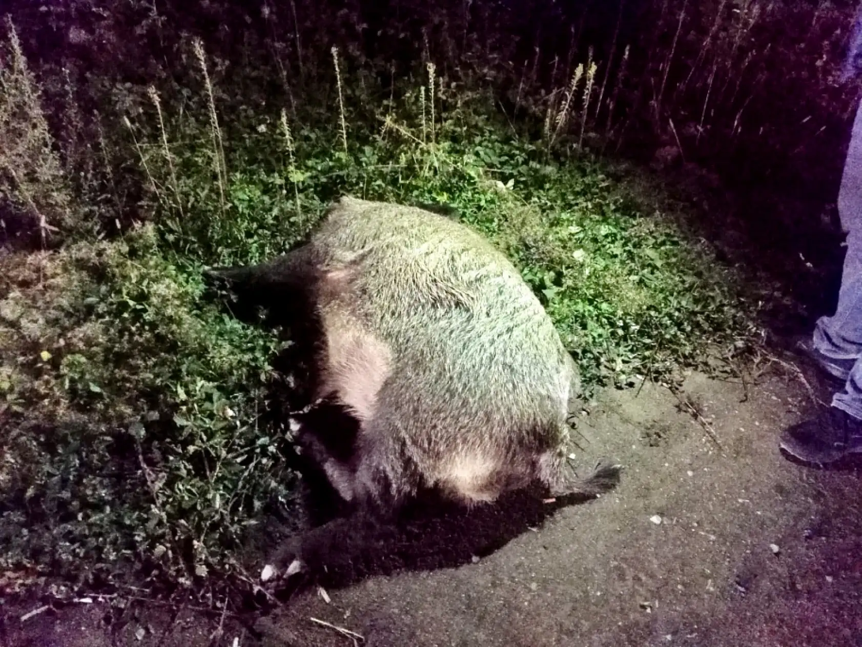 Yola çıkan domuza çarptı