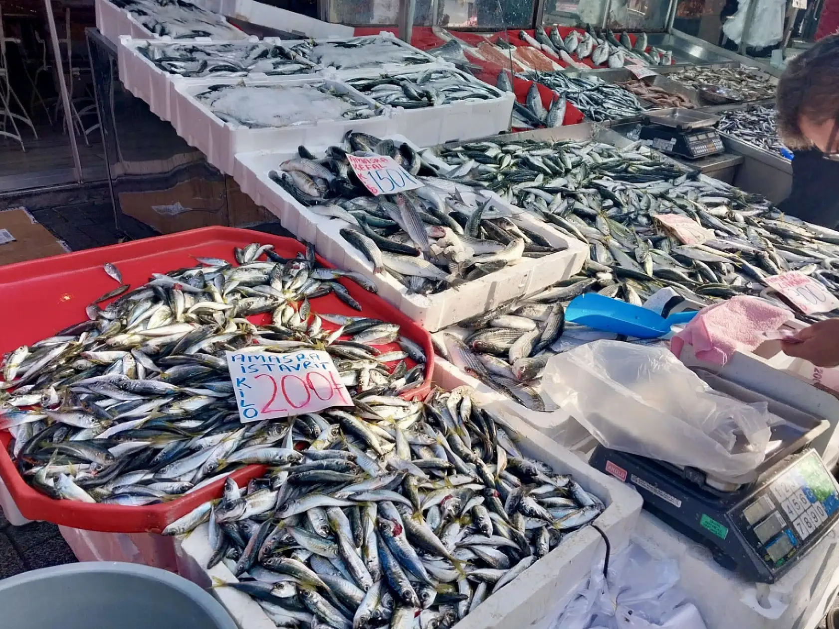 Denizden balık fışkırıyor