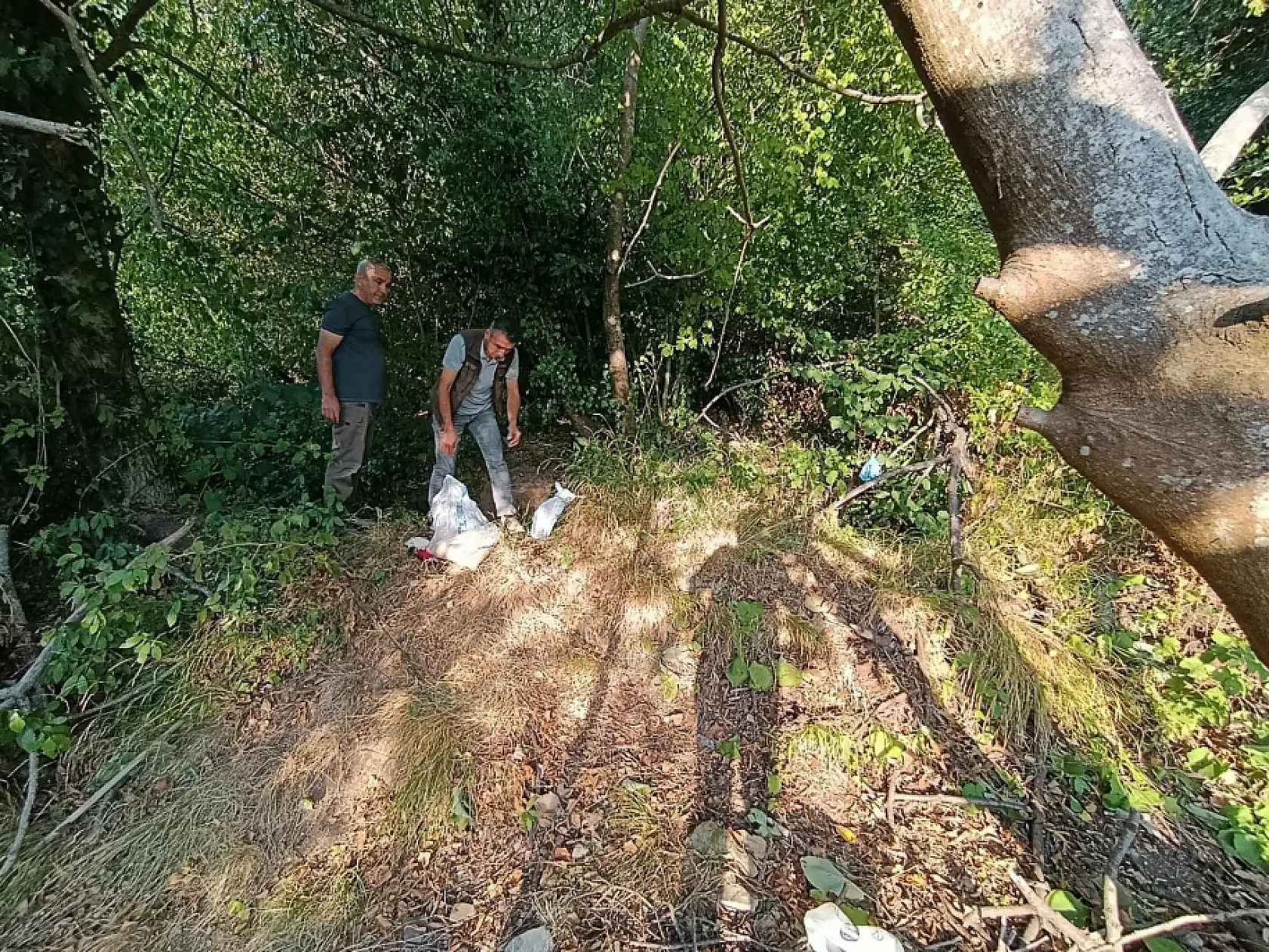 Yaban domuzları için çalışma başlatıldı