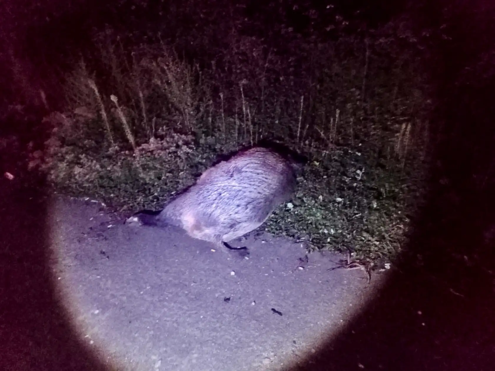 Yola çıkan domuza çarptı