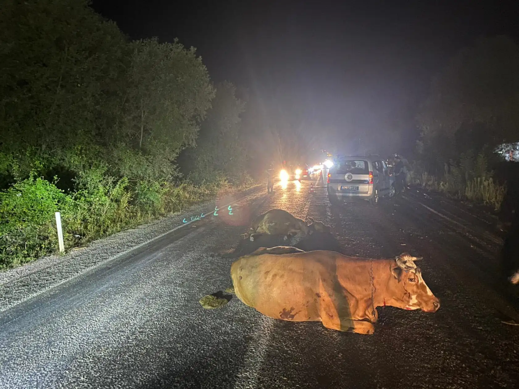 Üç hayvana birden çarptı