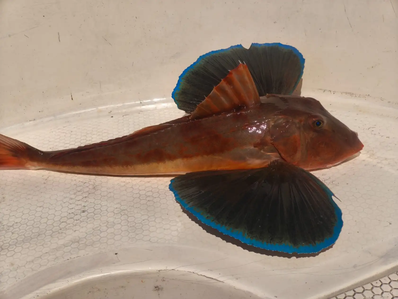 Mezgit beklerken büyük sürpriz