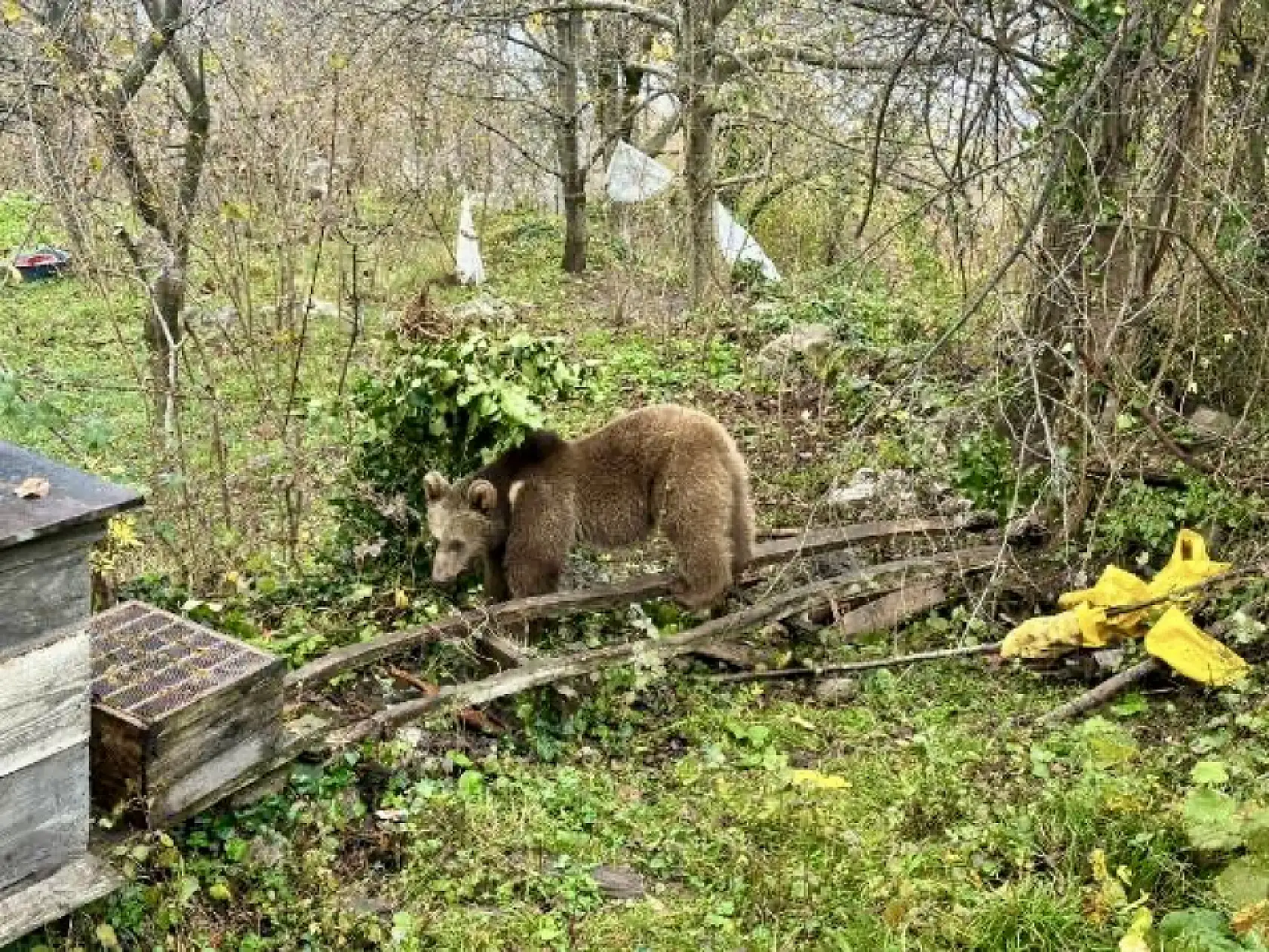 Bahçe teline takılıp mahsur kaldı