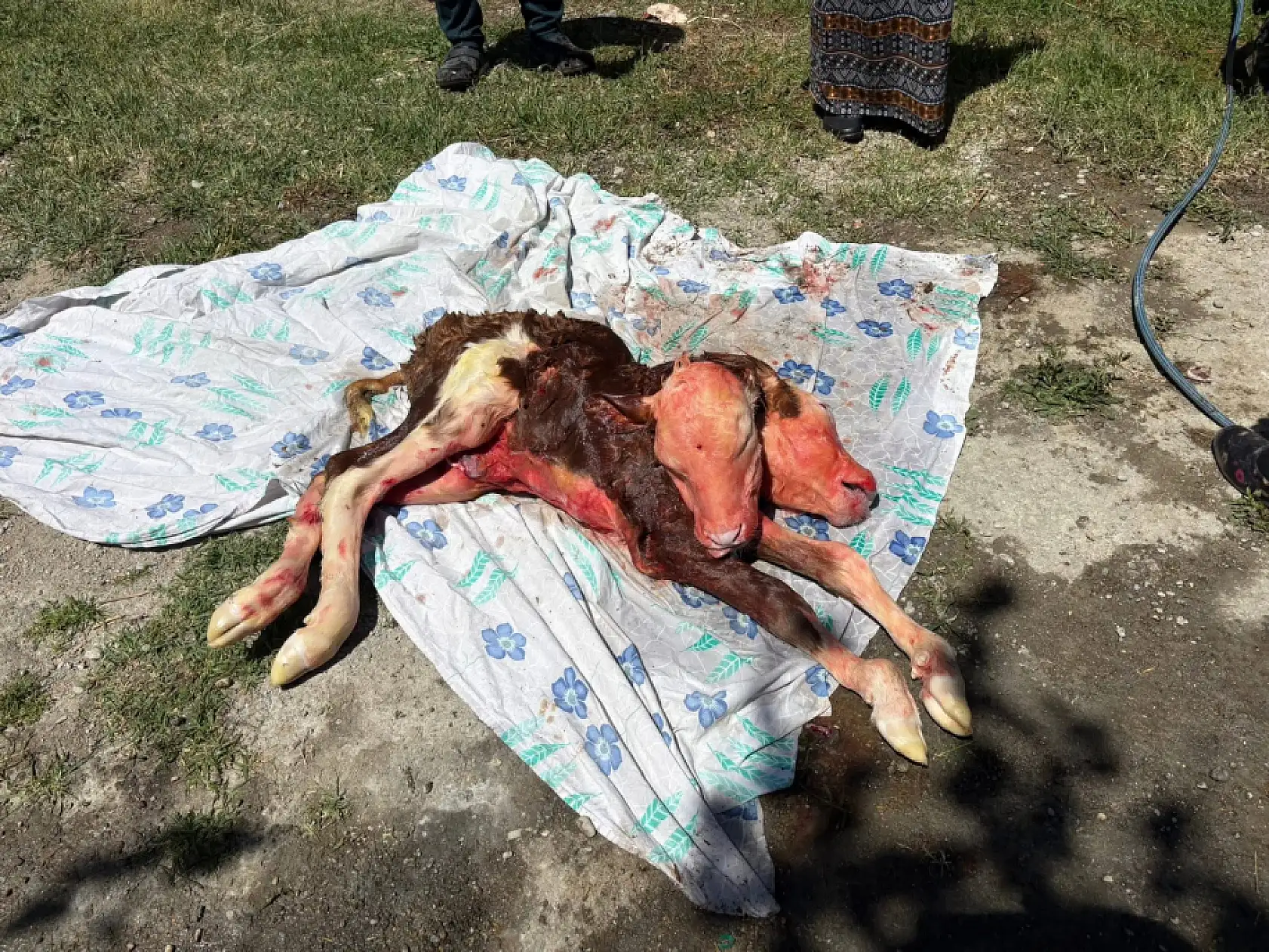 Bartın'da şoke eden doğum