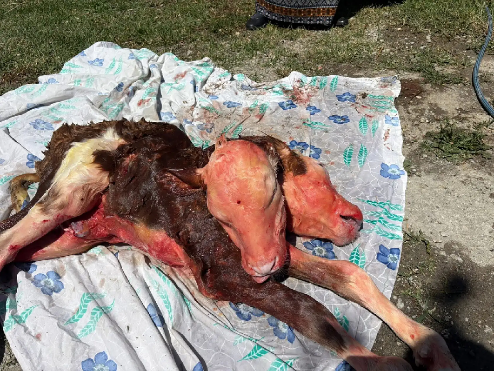 Bartın'da şoke eden doğum