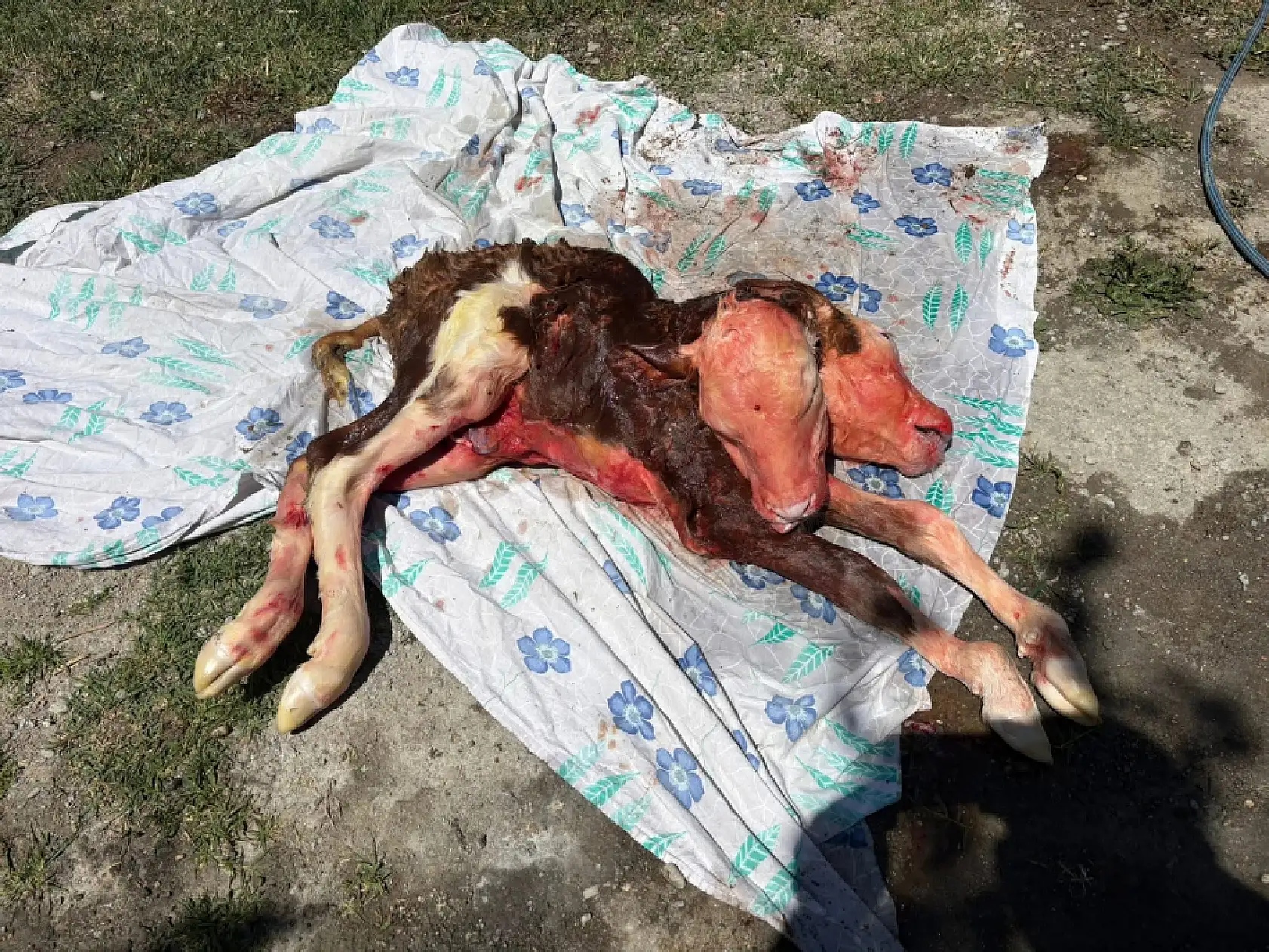 Bartın'da şoke eden doğum