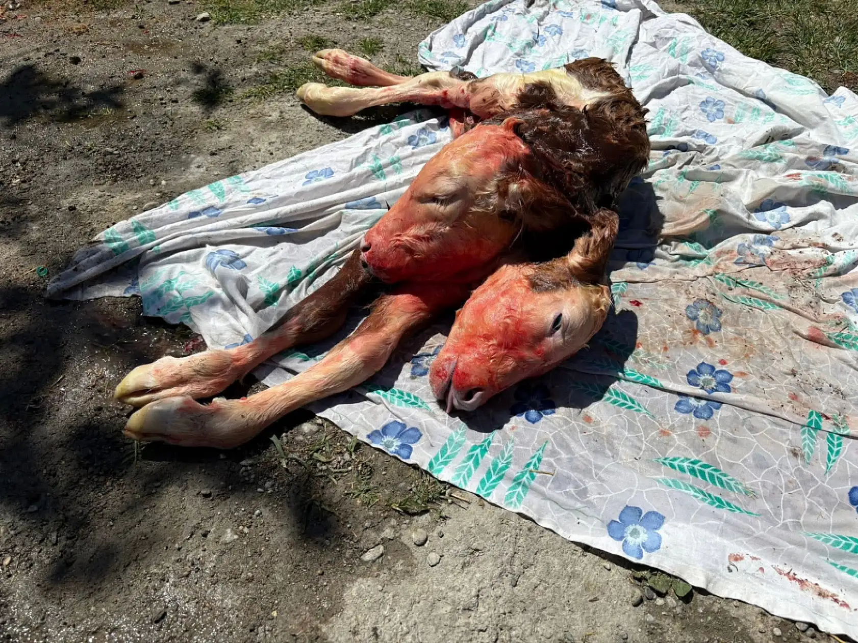 Bartın'da şoke eden doğum