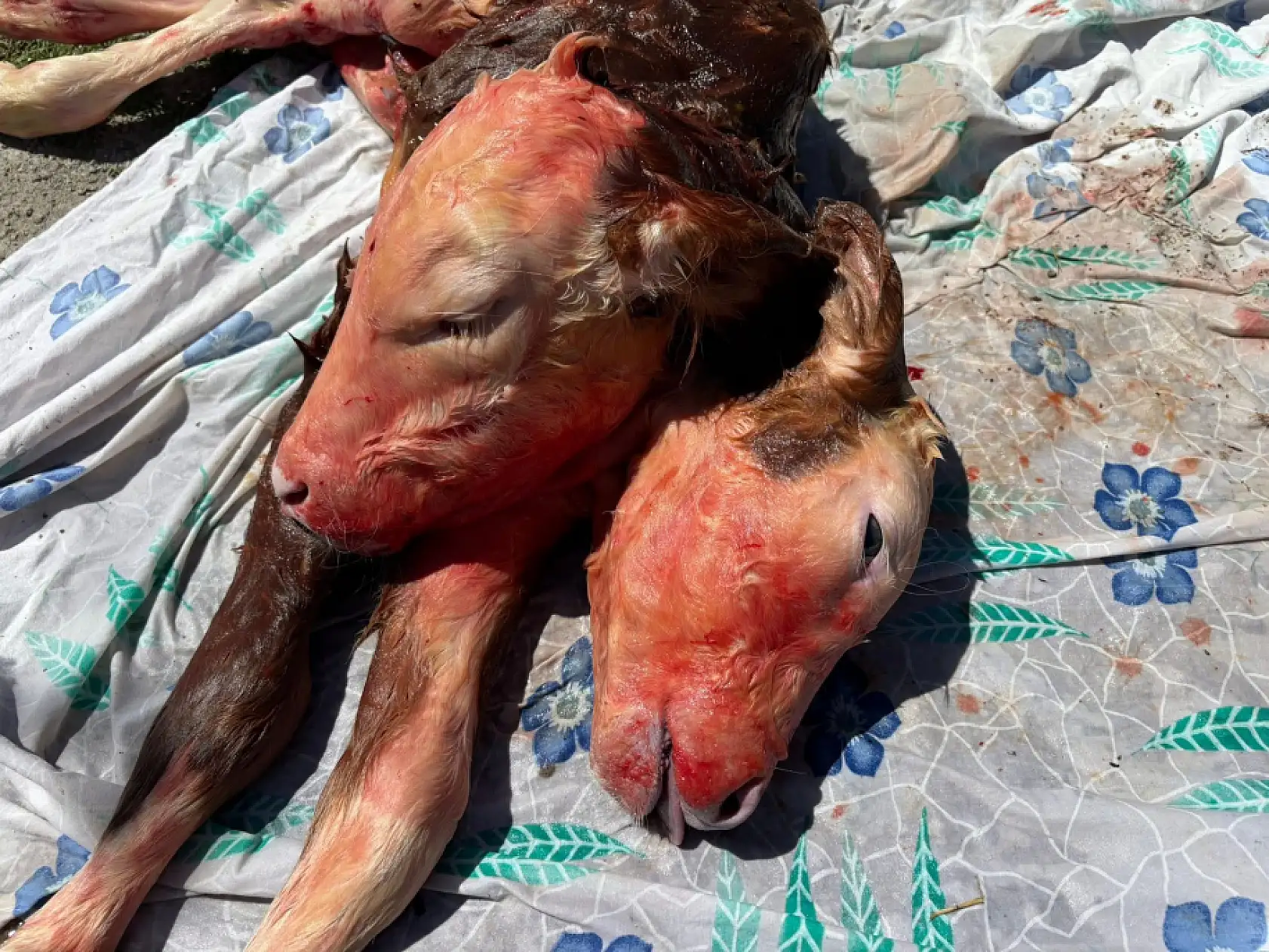 Bartın'da şoke eden doğum