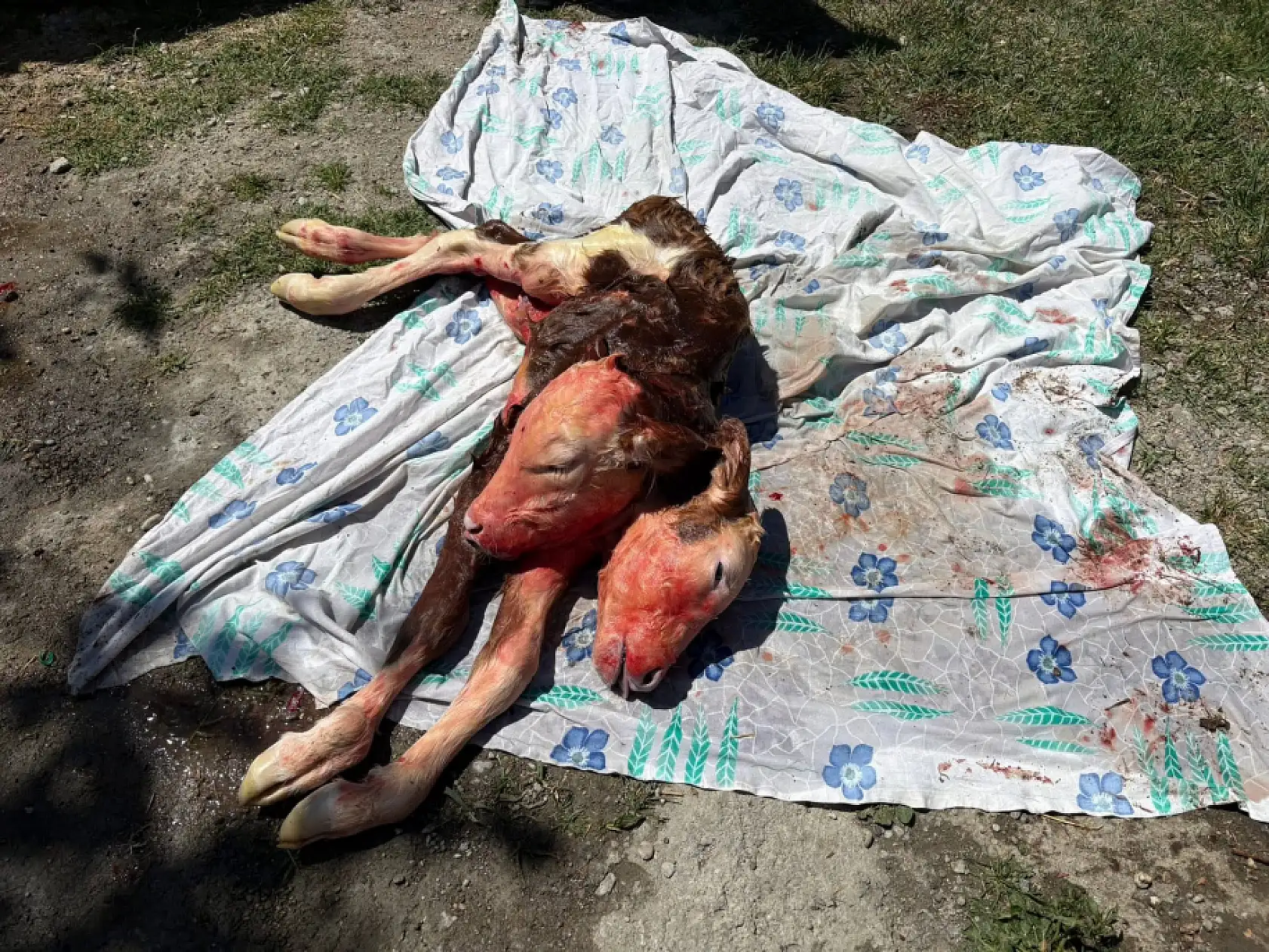 Bartın'da şoke eden doğum