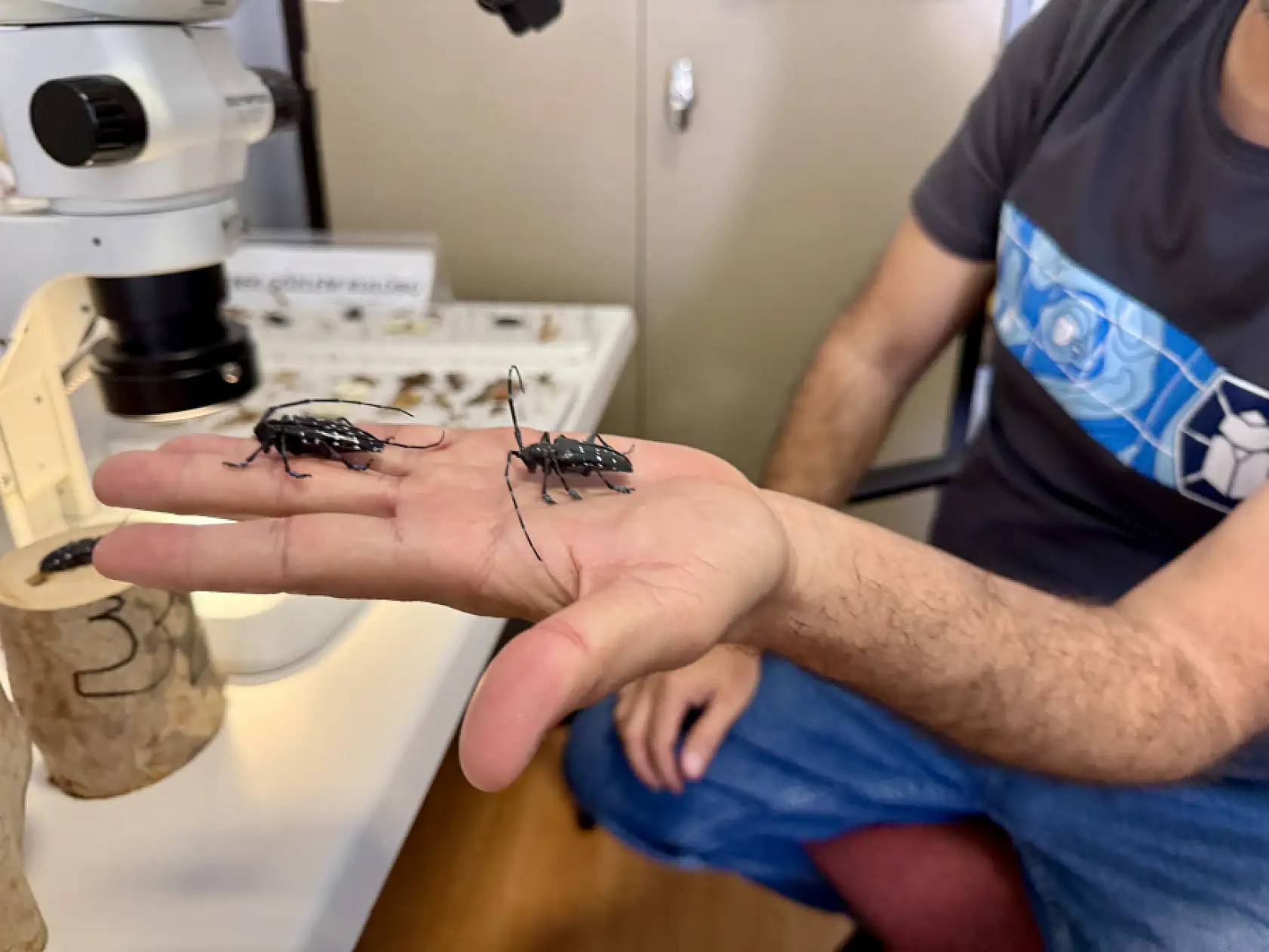 Zararlı böcekleri 10 saniyede tespit ettiler