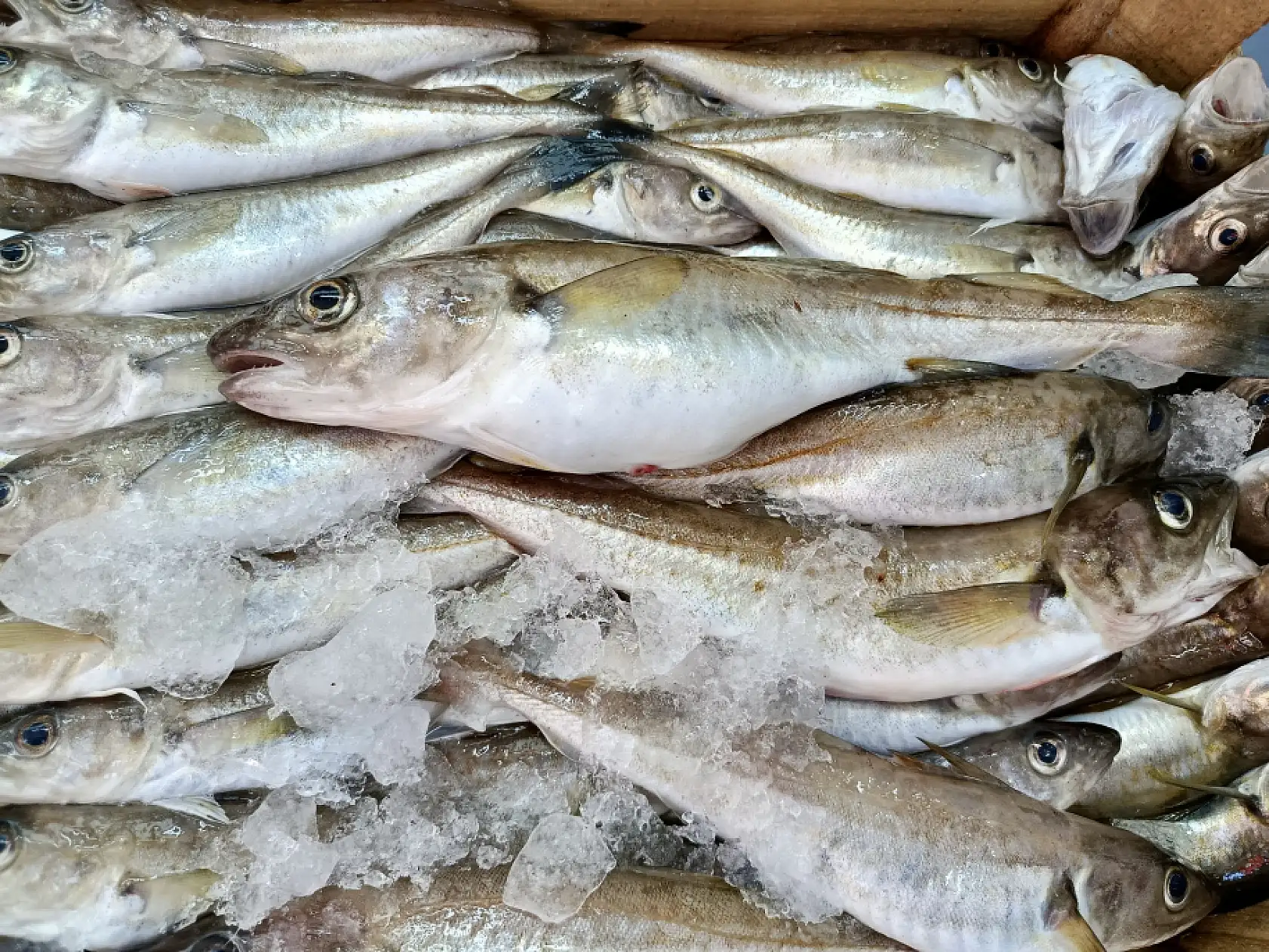 Balıkçıların gözü 'kestane karası'nda