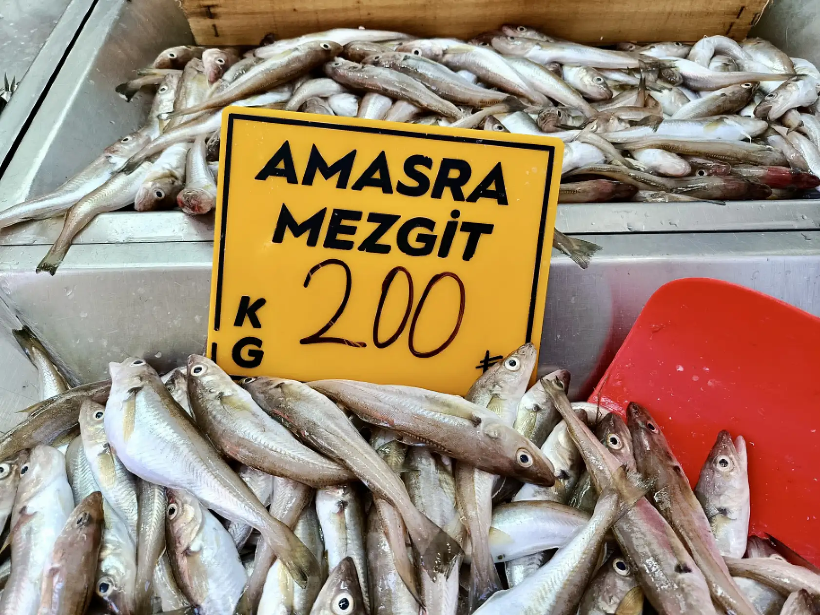 Balıkçıların gözü 'kestane karası'nda