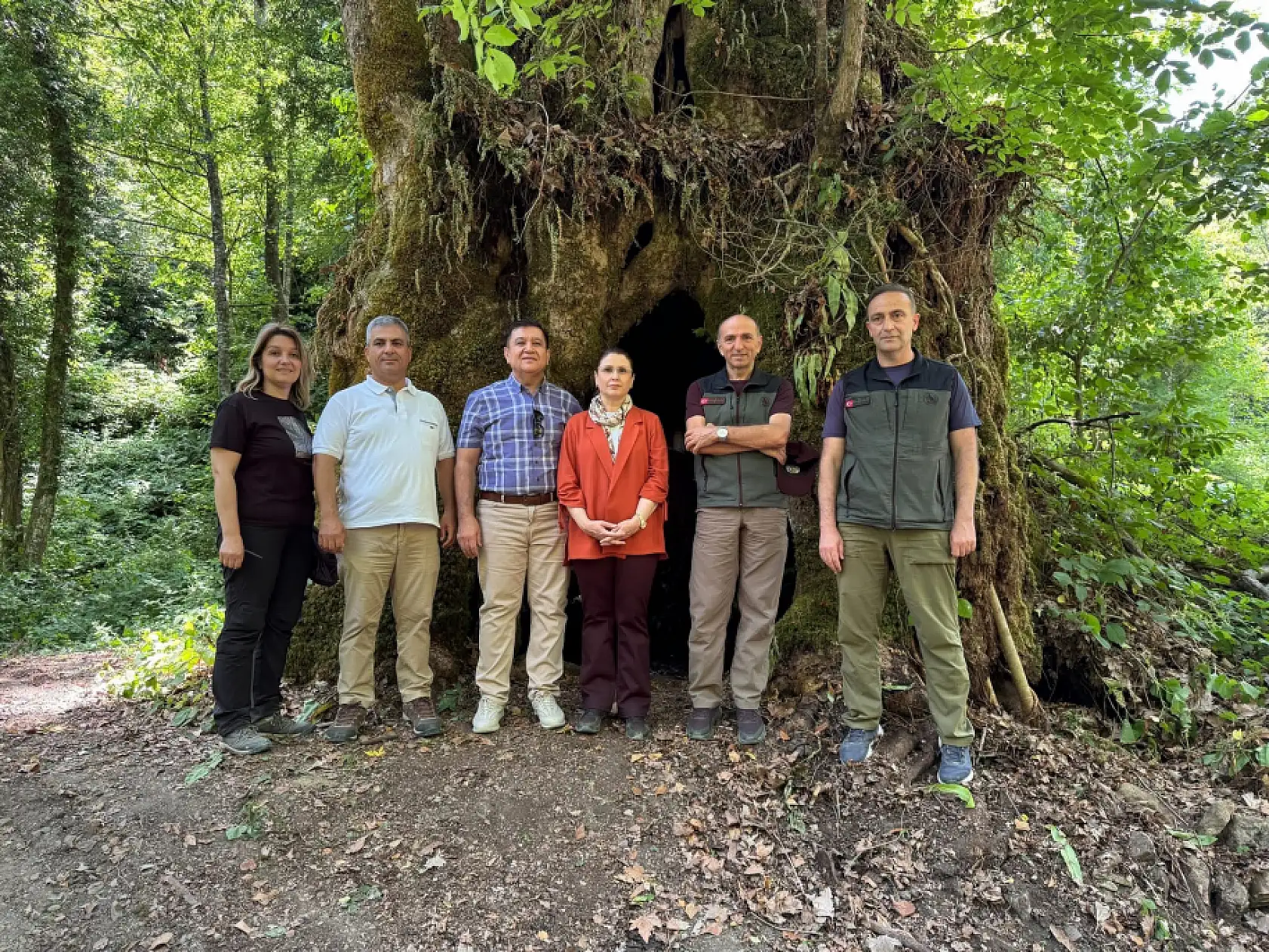 Çınar ağacının yaşı ortaya çıktı