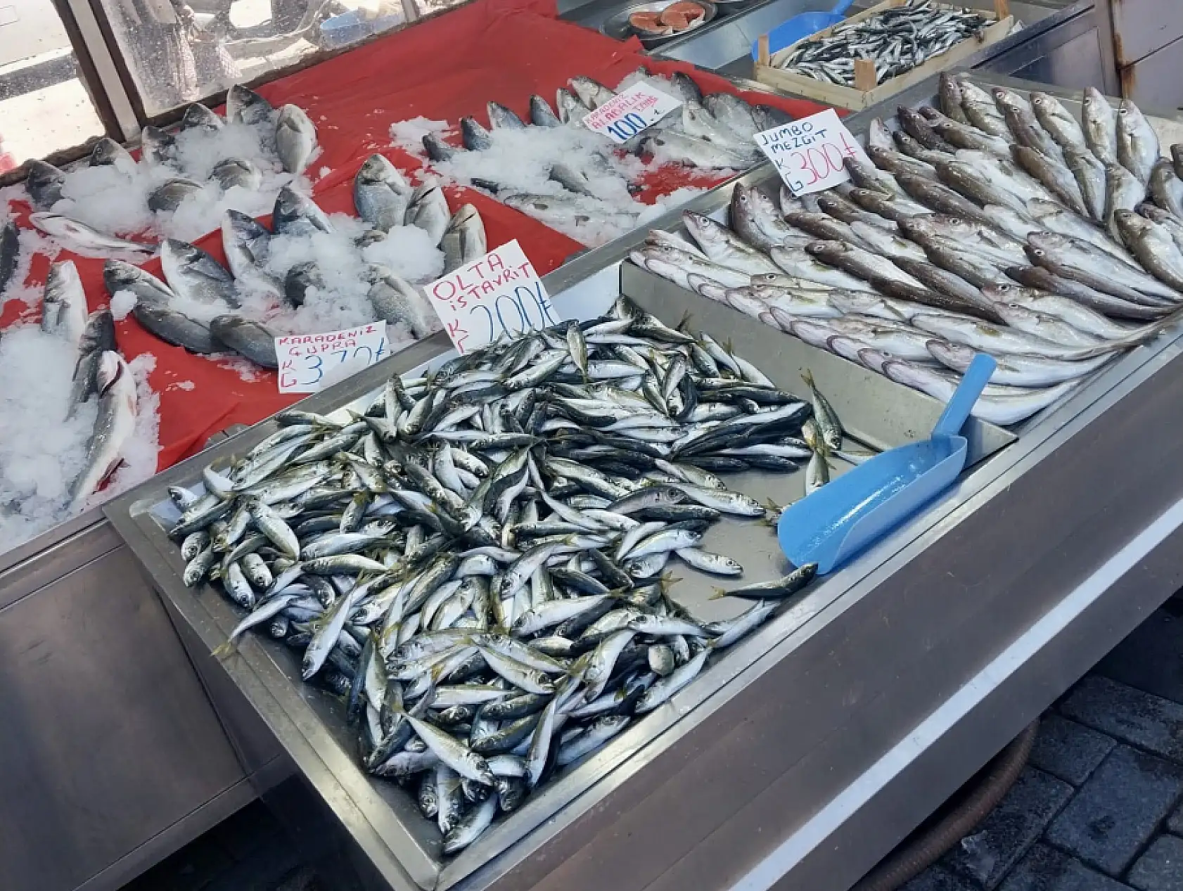 Balıklar oltaya geldi