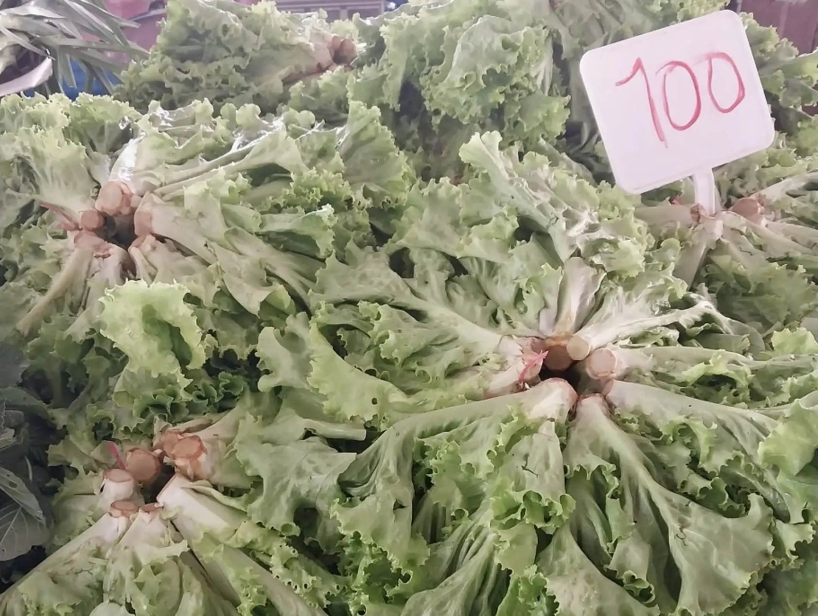 Fiyatlar ateş pahası