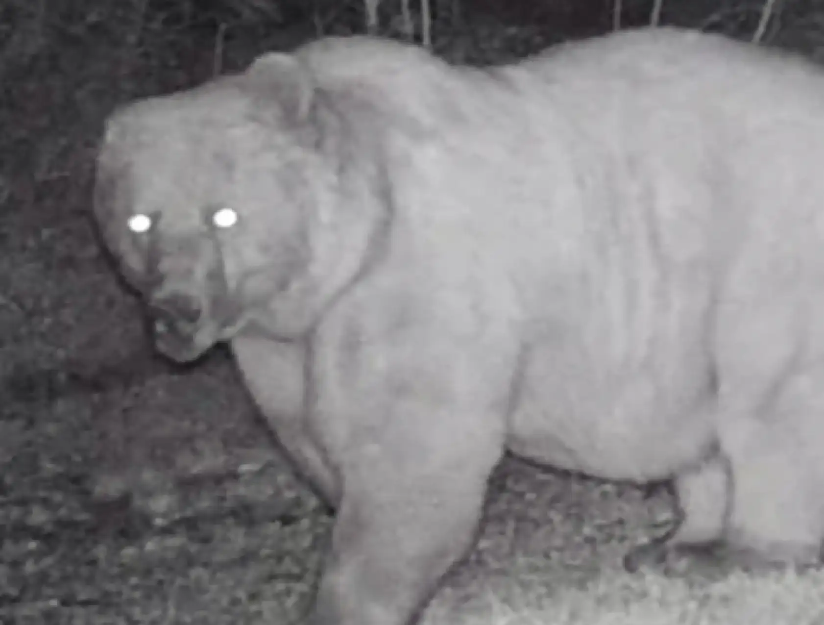 Fotokapanda ilginç görüntü