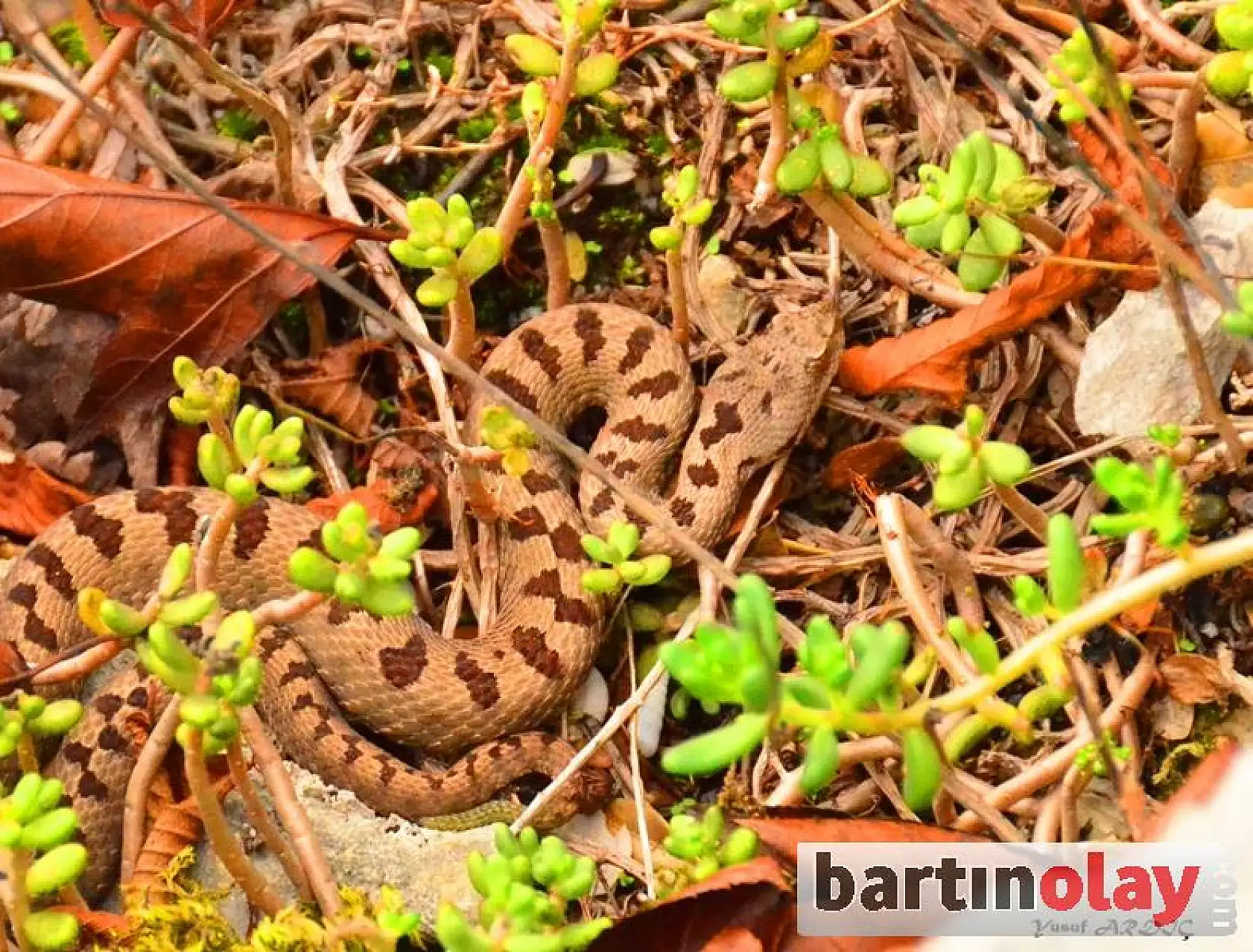 Bartın'da ilk kez görüntülendi