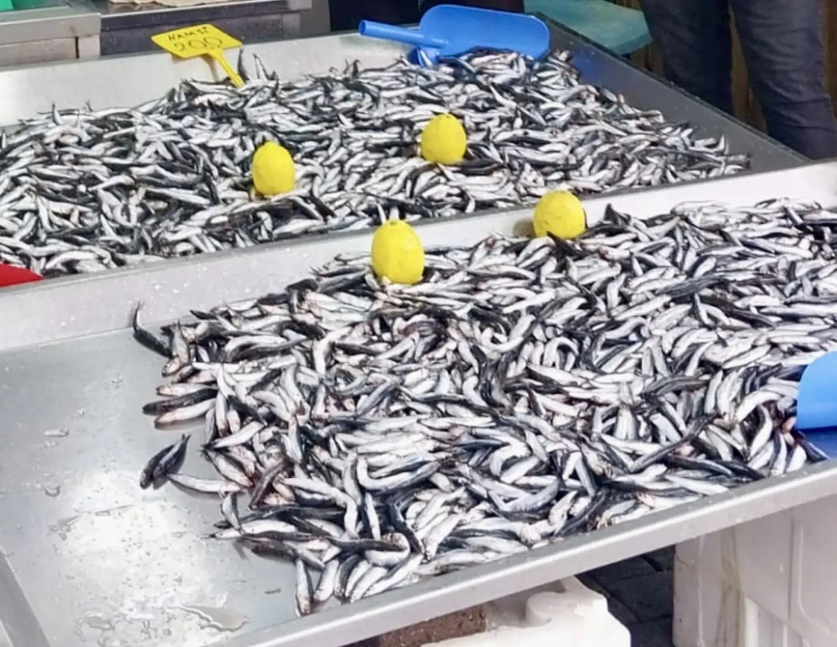 Her bütçeye uygun balık var!