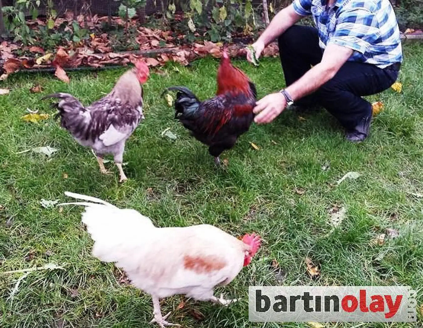 Çok sevdiği horozlarına onun adını koydu