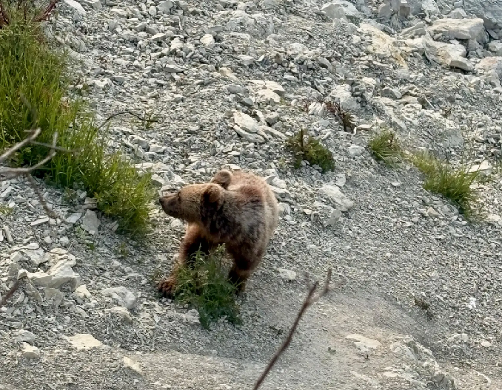 Sahilde sürpriz misafir