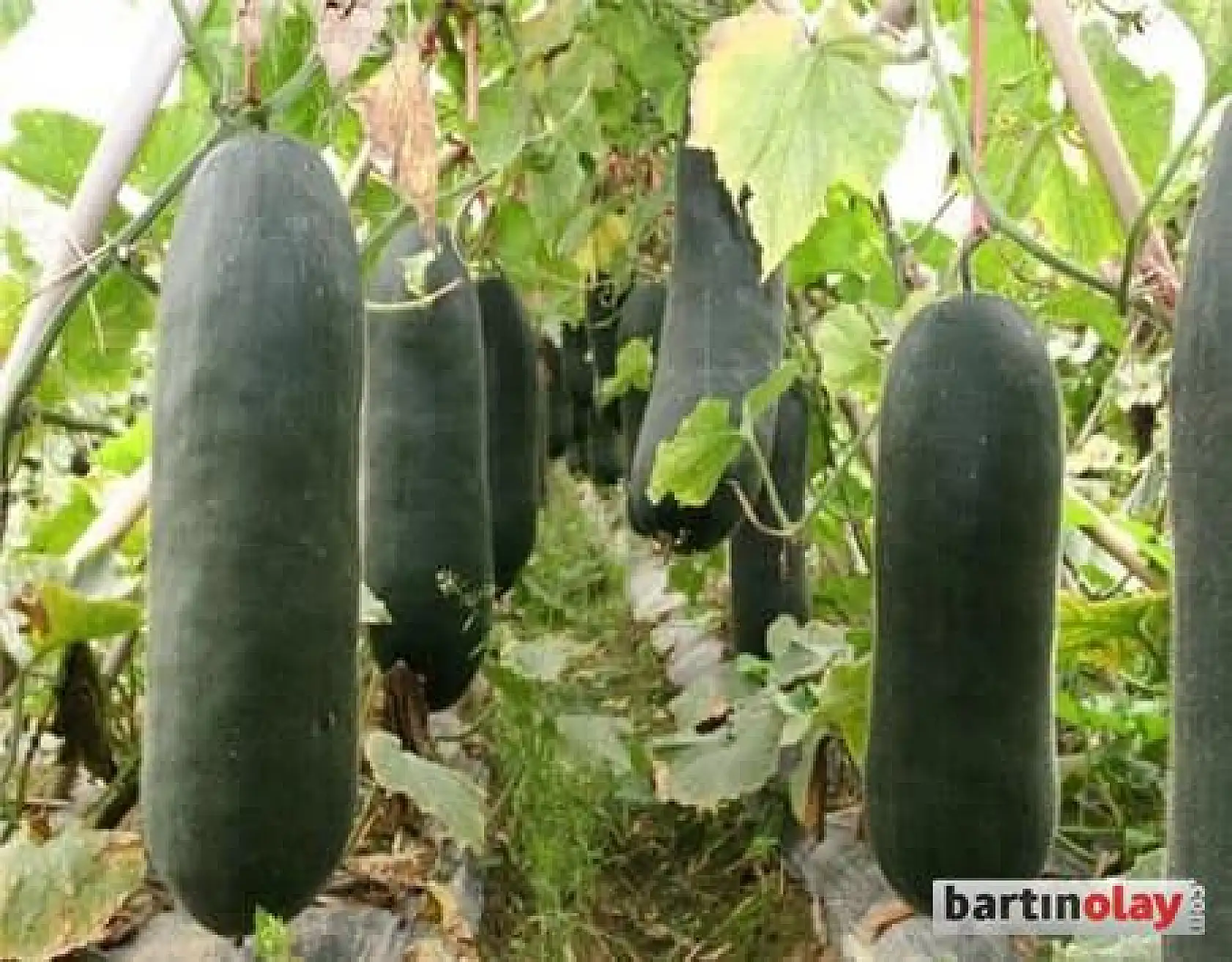 Ülke çalkalandı, meğer salatalık değilmiş