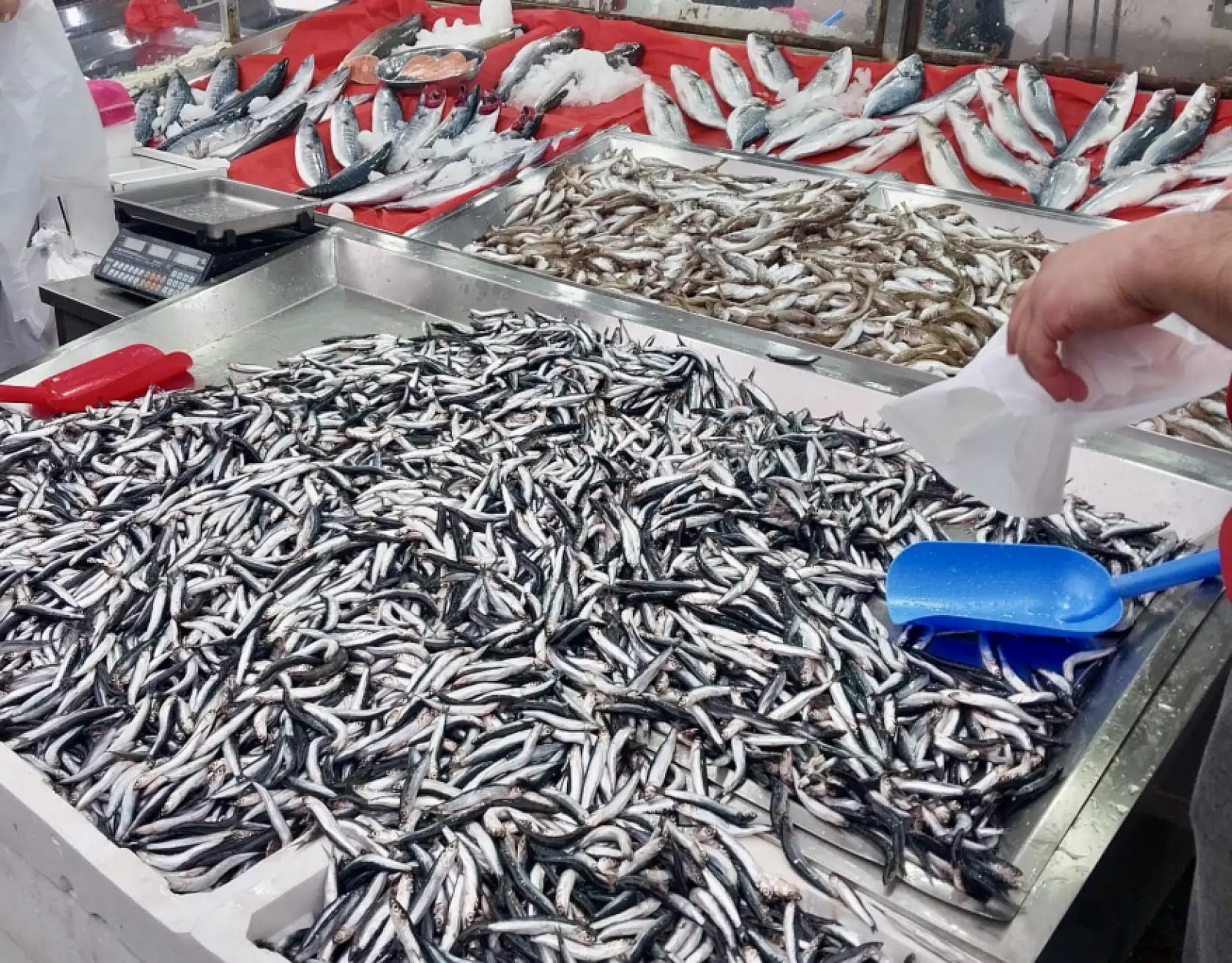 Palamut fiyatıyla fark attı