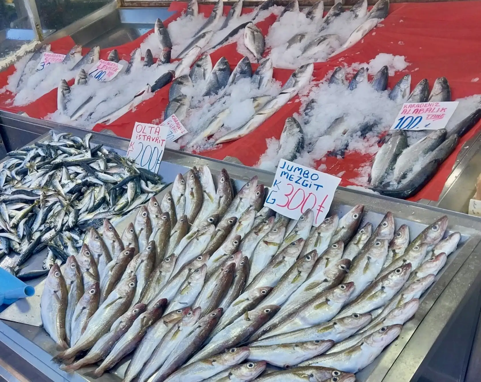 Balıklar oltaya geldi