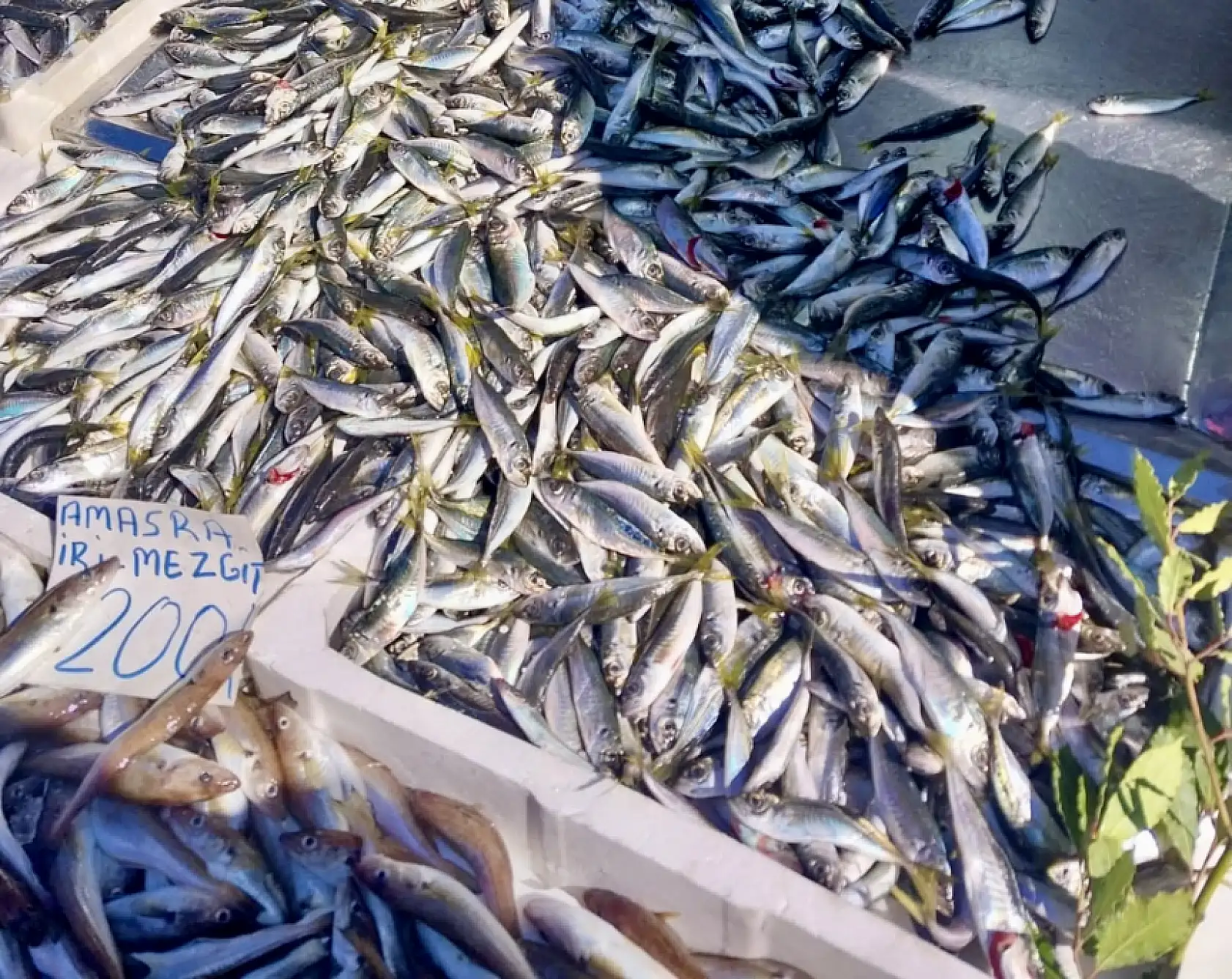 Salı pazarı ne durumda