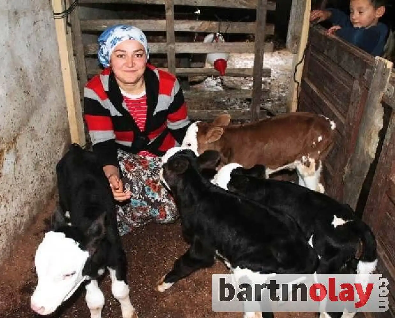 Bartın'da Bir İnek Dördüz Doğurdu