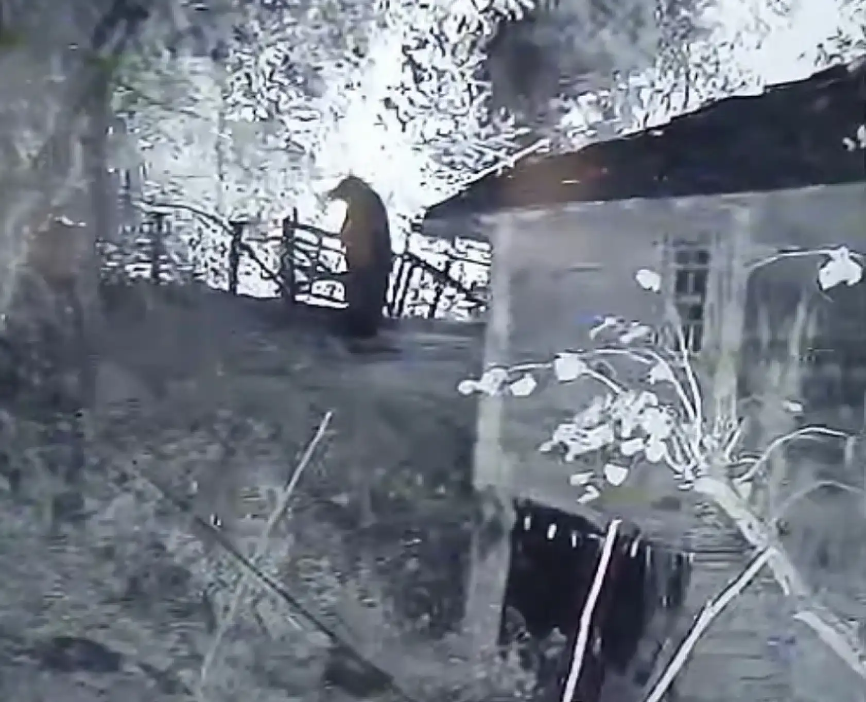 Gece kameraya yakalandı