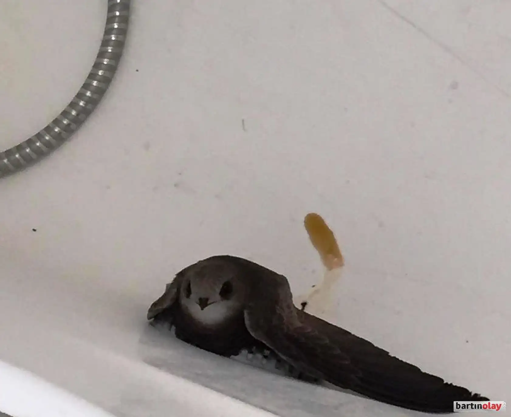 Küvetin içinde ebabil kuşu buldu