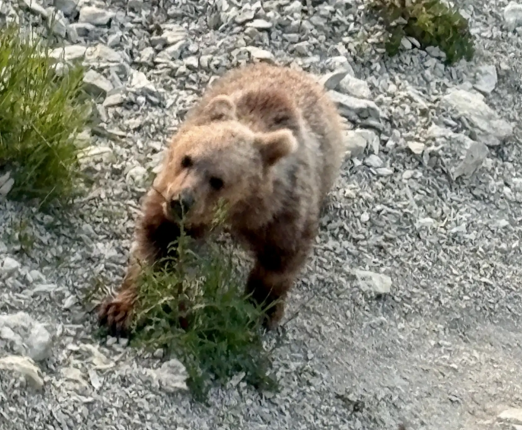 Sahilde sürpriz misafir