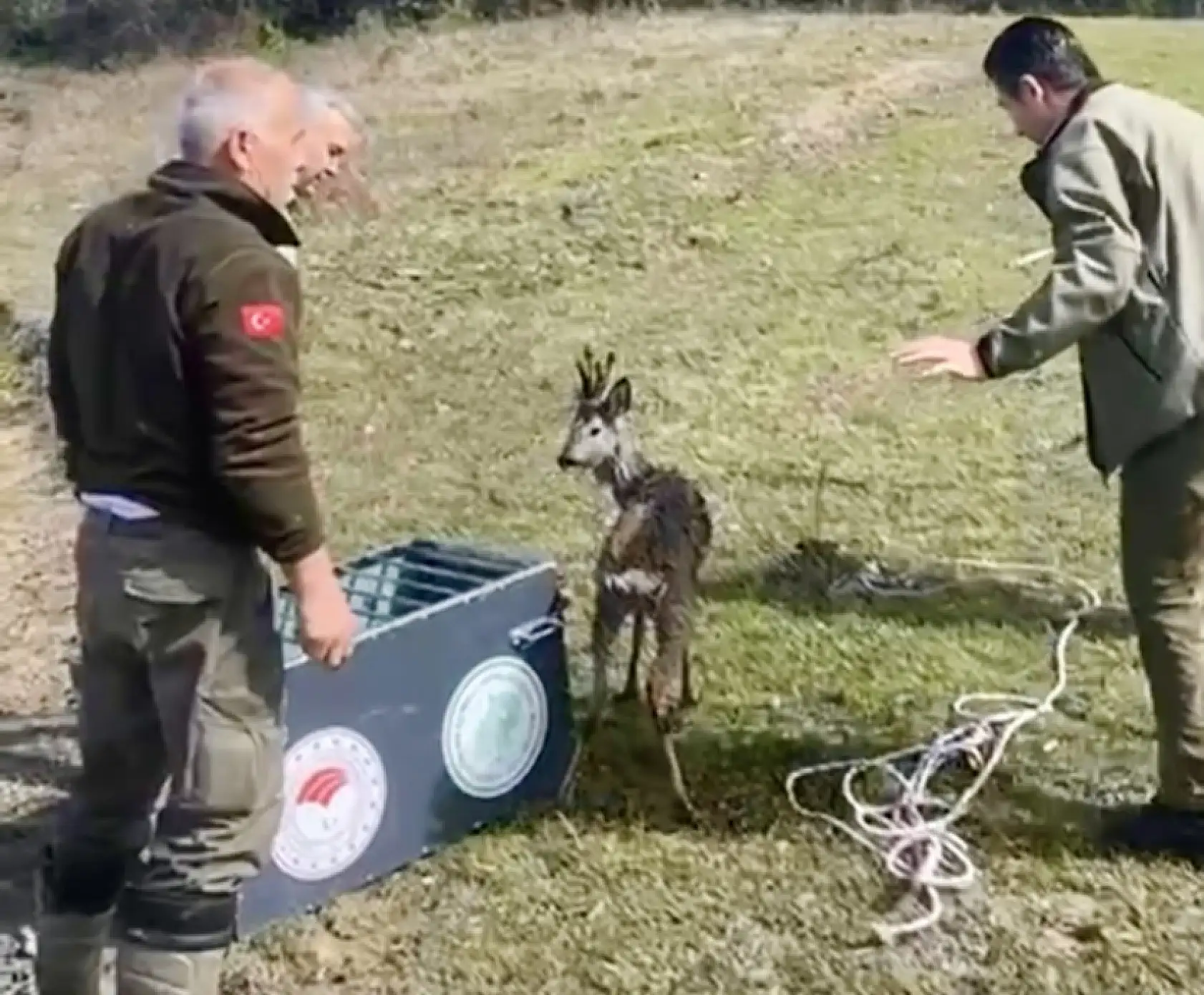 Yavru karaca su kanalına düştü