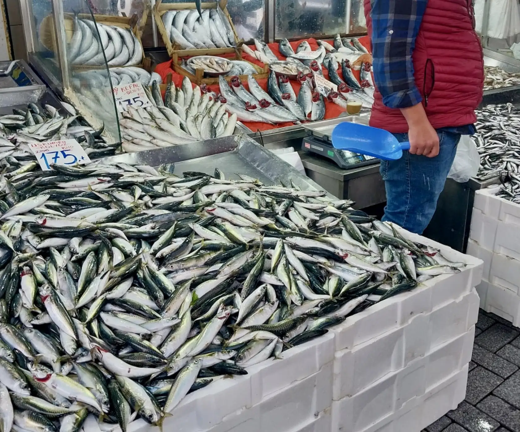 Her bütçeye uygun balık var!