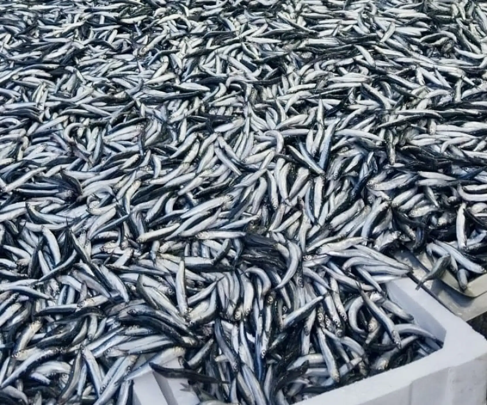 Mezgit kayığa çıkmıyor