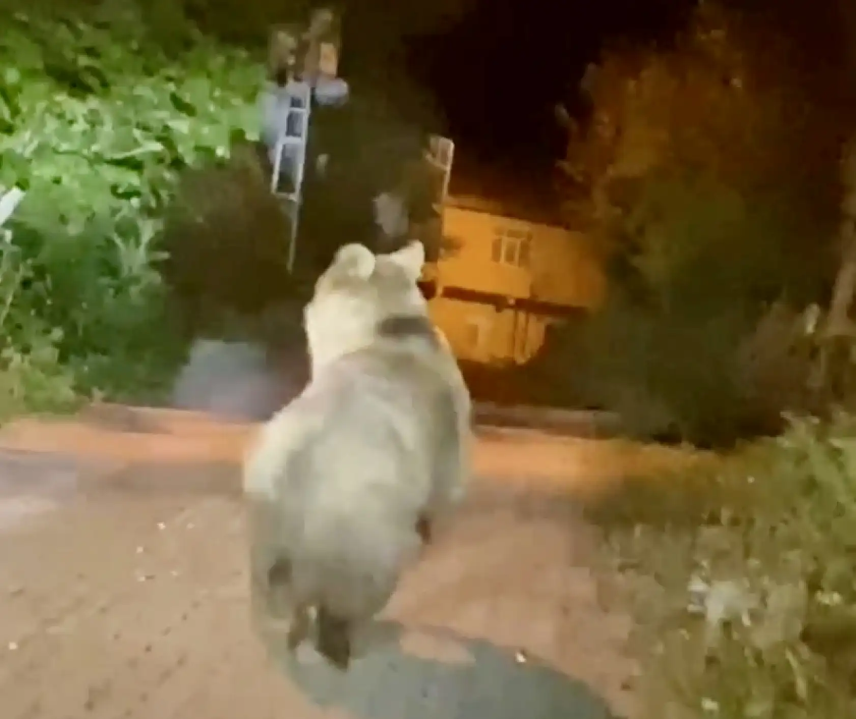 Bozayı beldeye indi