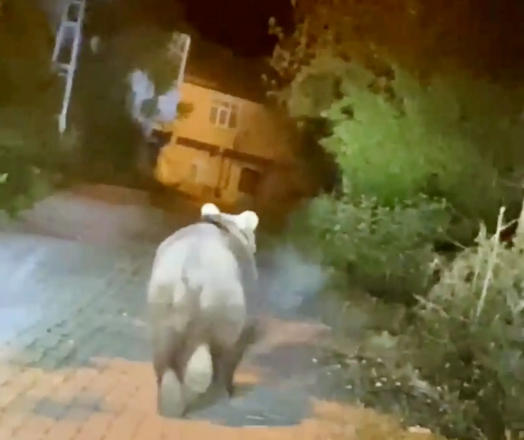 Bozayı beldeye indi