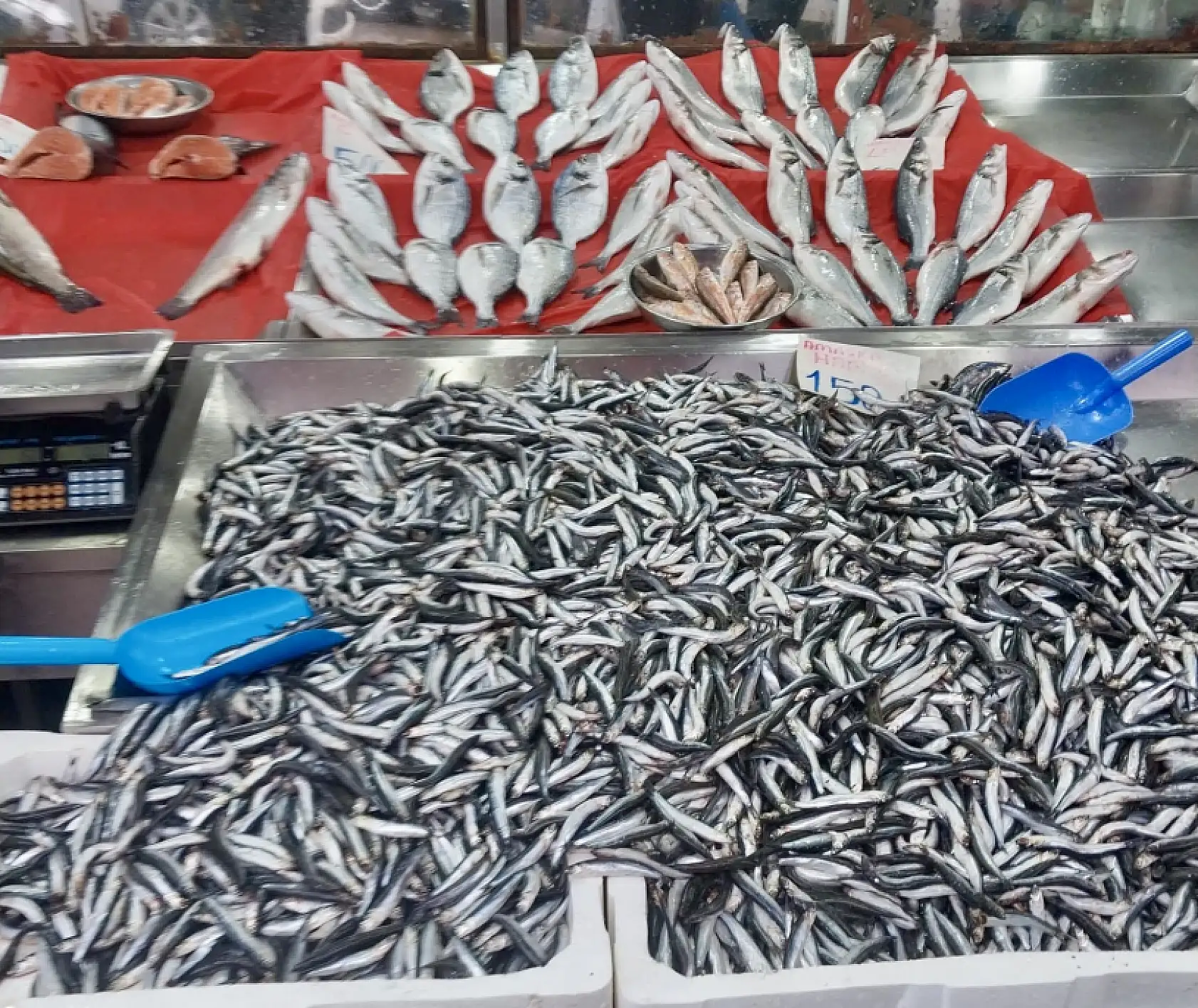 Balık kış modunda