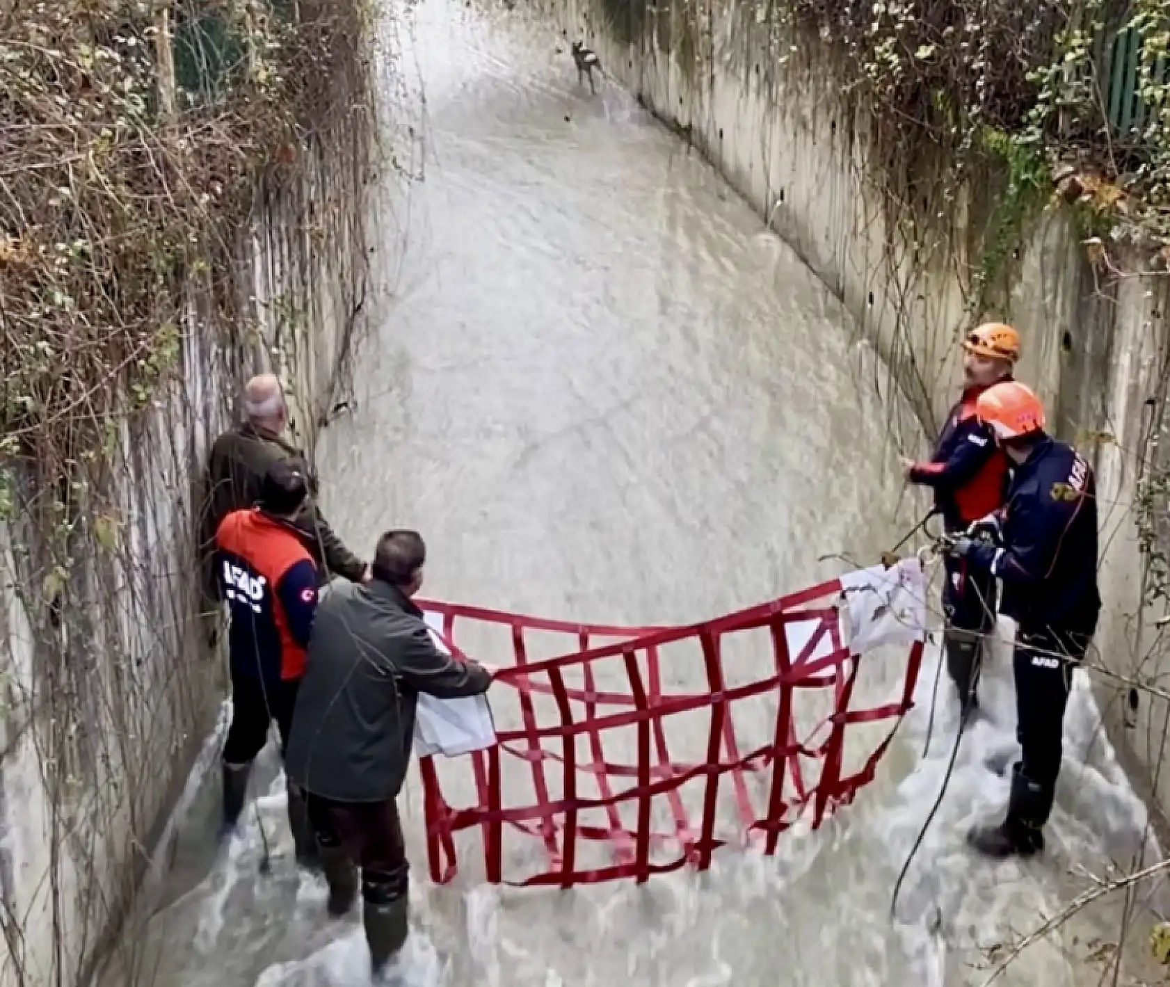 Yavru karaca su kanalına düştü