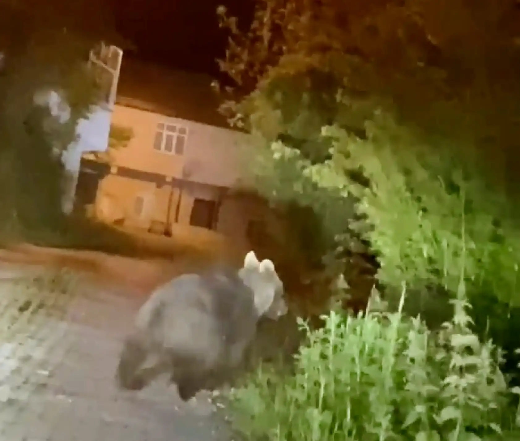 Bozayı beldeye indi