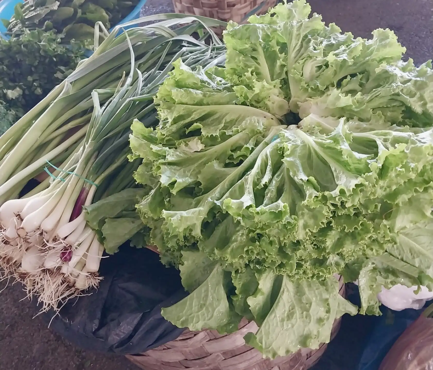 Balıklar oltaya geldi