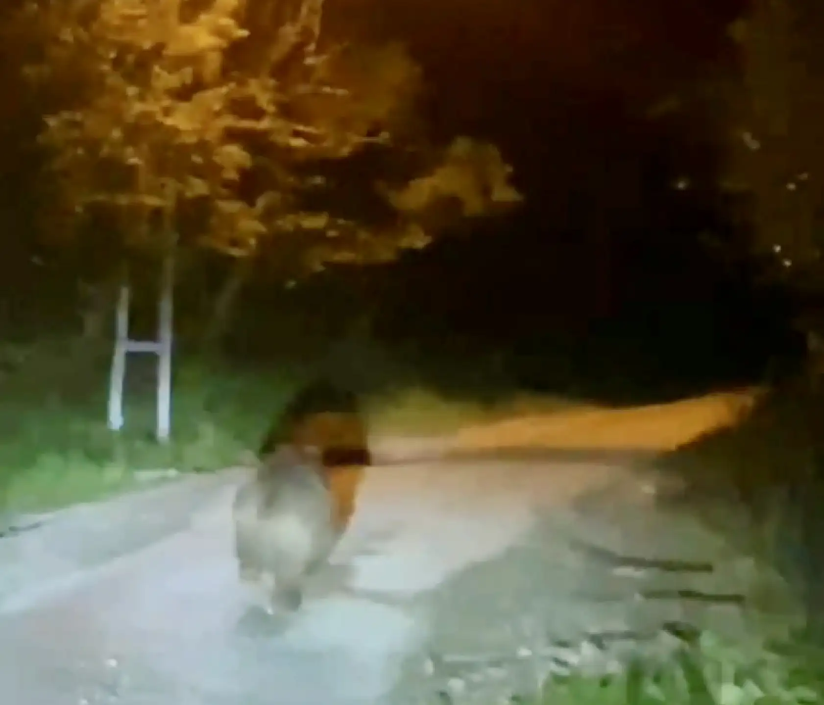 Bozayı beldeye indi