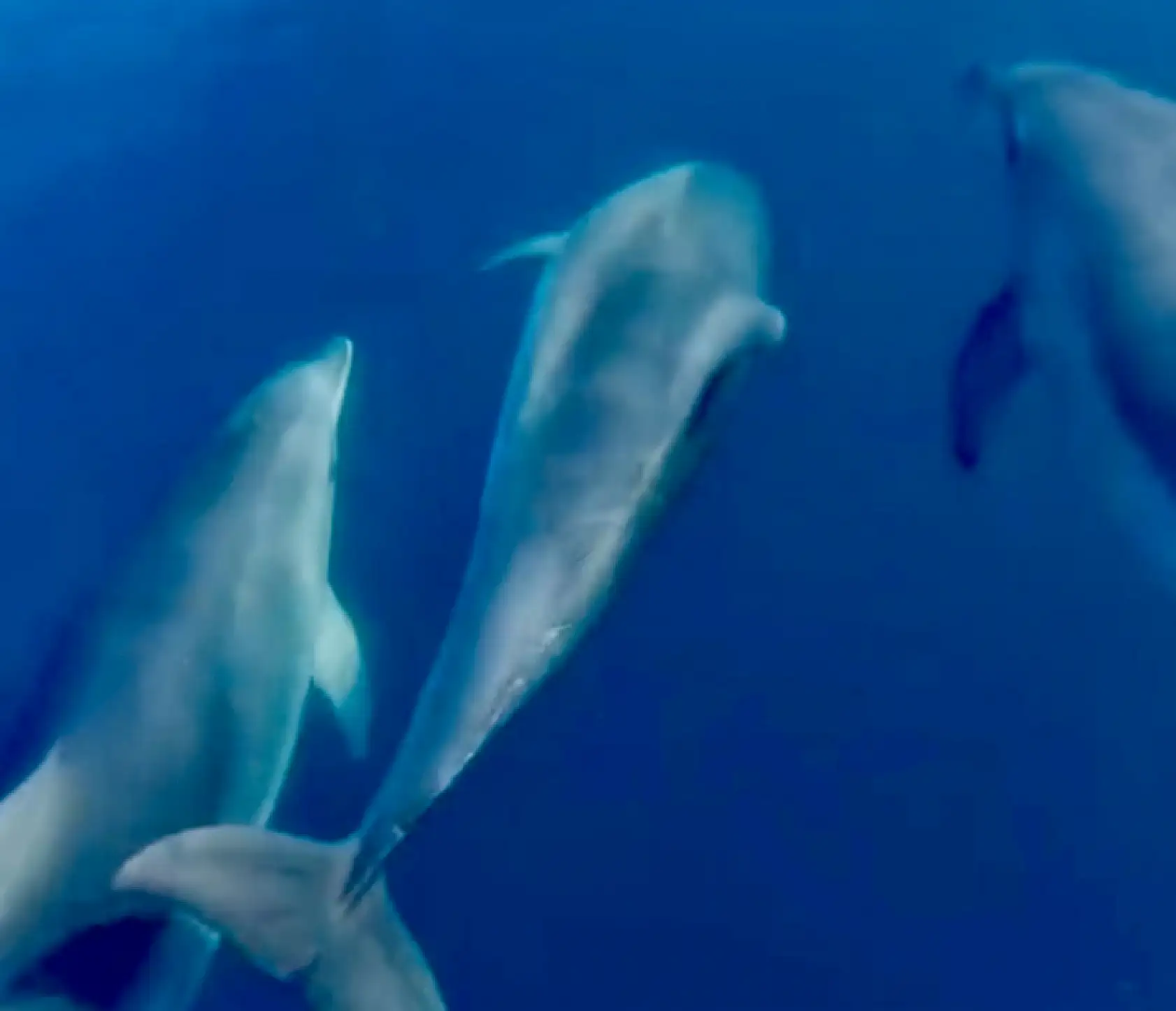 Amasra'da sürpriz misafirler
