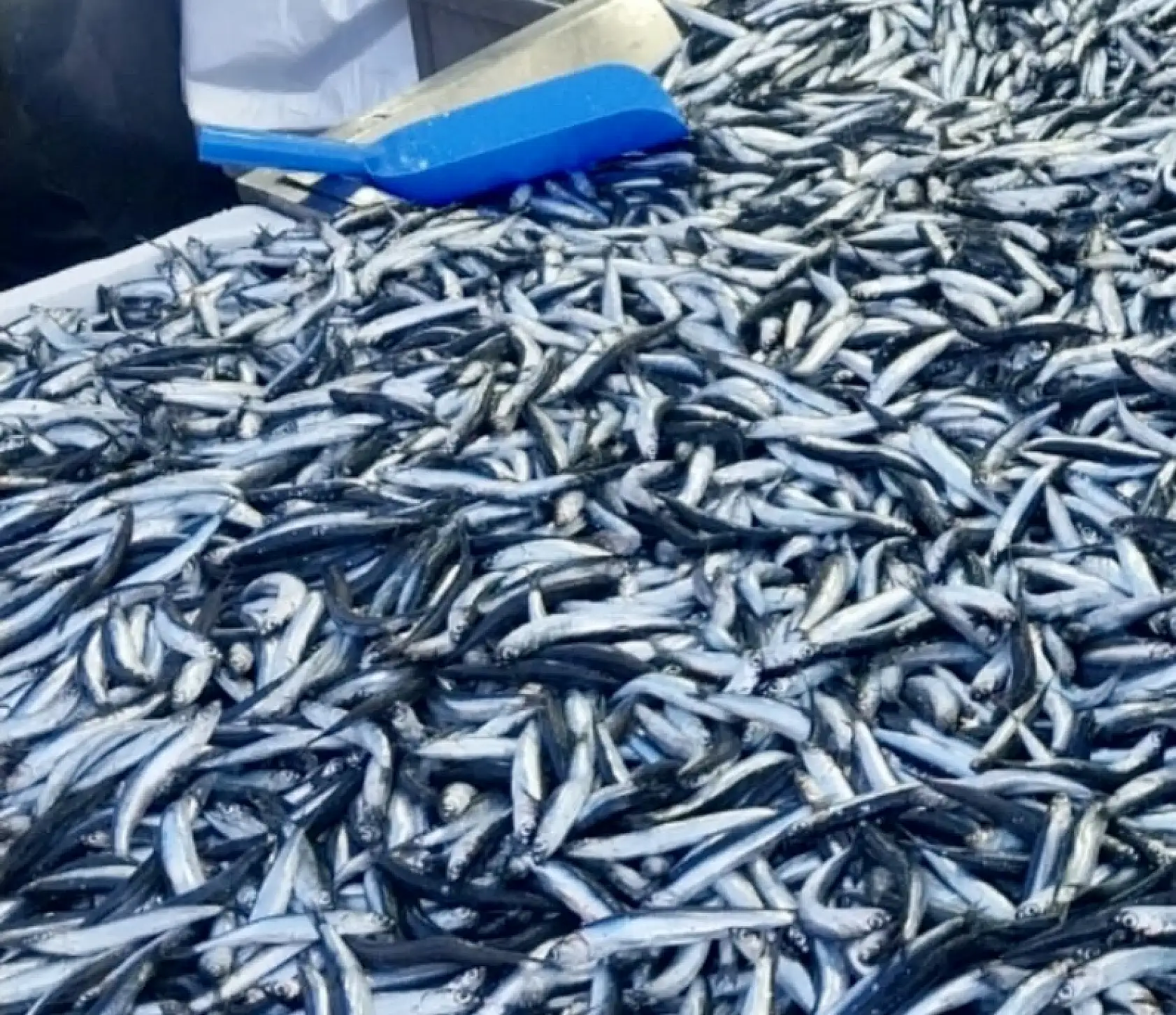 Hamsi tezgahta 100'üyor