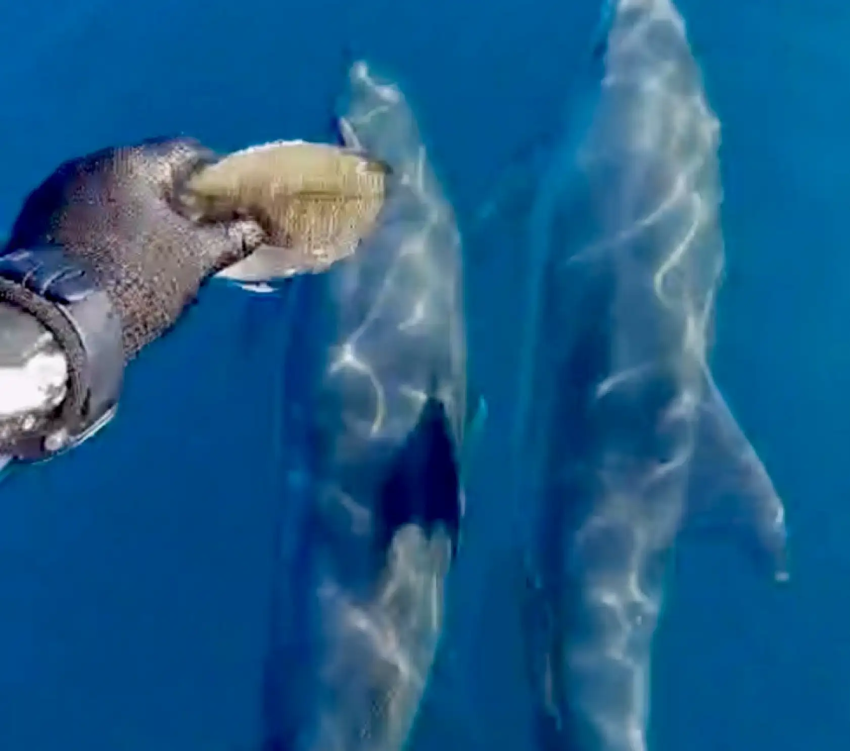 Amasra'da sürpriz misafirler