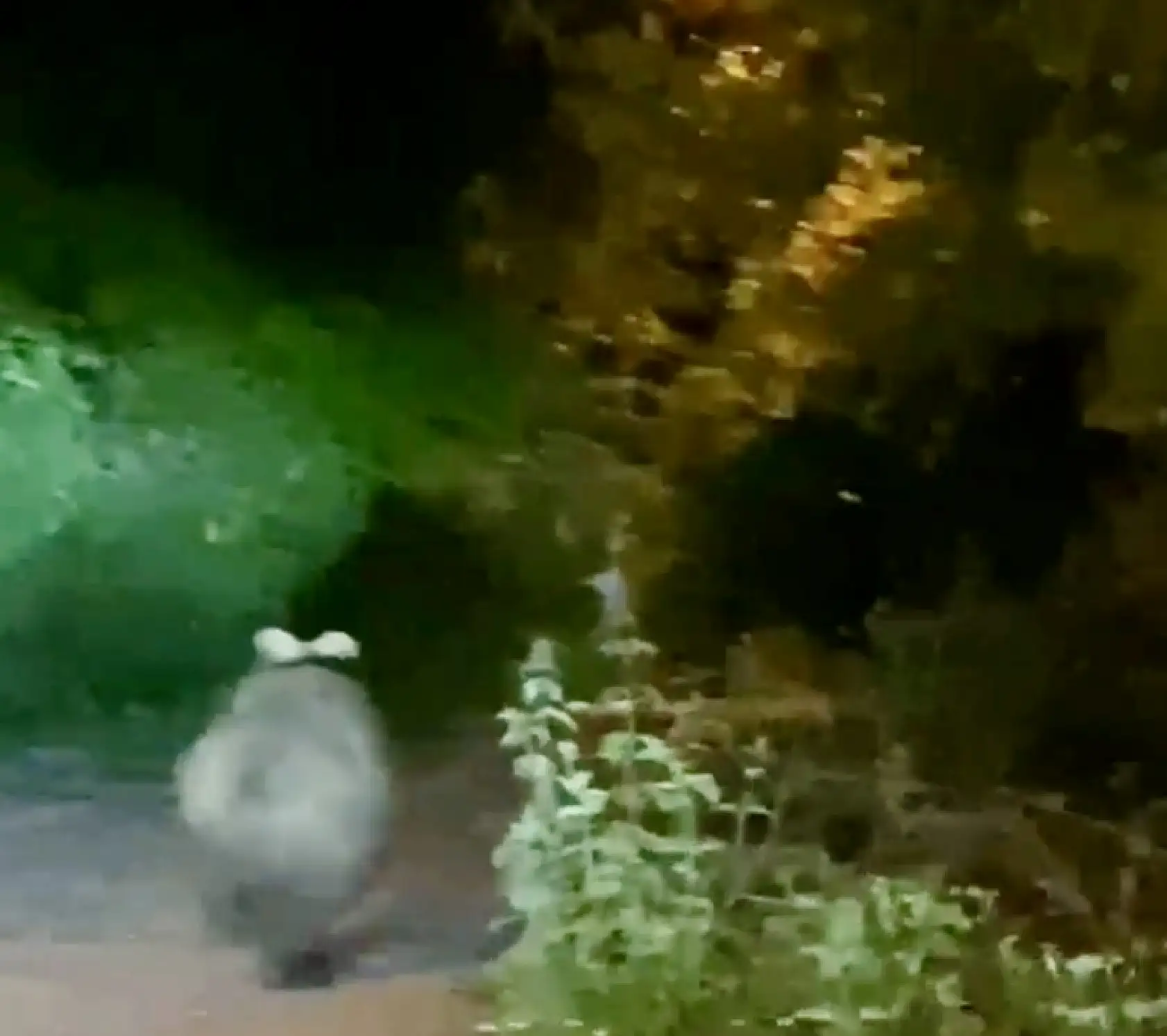 Bozayı beldeye indi