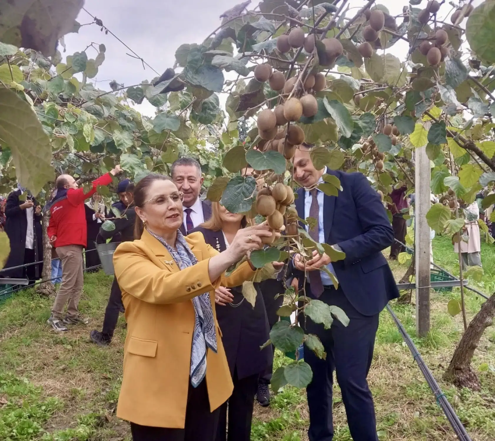 Bartın'da hasat heyecanı